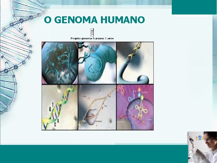 O GENOMA HUMANO Aula 6 – Momento 2 