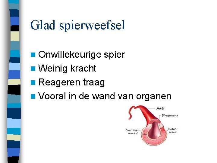 Glad spierweefsel n Onwillekeurige n Weinig spier kracht n Reageren traag n Vooral in