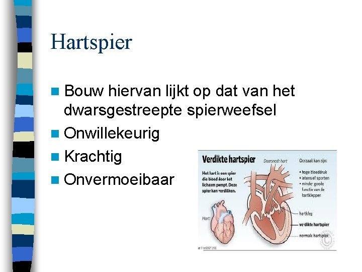Hartspier n Bouw hiervan lijkt op dat van het dwarsgestreepte spierweefsel n Onwillekeurig n