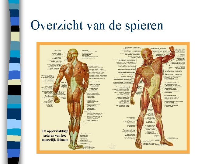 Overzicht van de spieren 