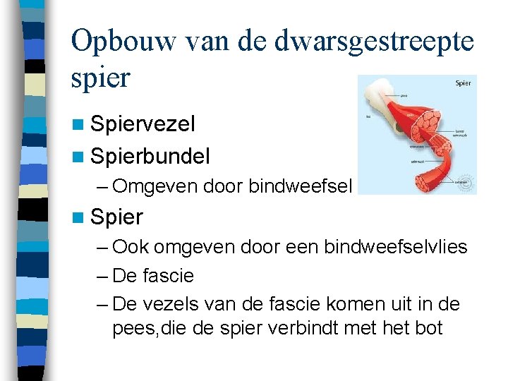 Opbouw van de dwarsgestreepte spier n Spiervezel n Spierbundel – Omgeven door bindweefsel n