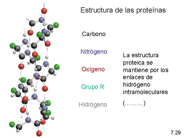 Estructura de las proteínas Carbono Nitrógeno Oxígeno Grupo R Hidrógeno La estructura proteica se