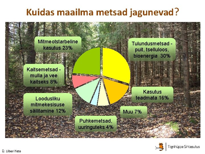 Kuidas maailma metsad jagunevad? Mitmeotstarbeline kasutus 23% Tulundusmetsad puit, tselluloos, bioenergia 30% Kaitsemetsad mulla