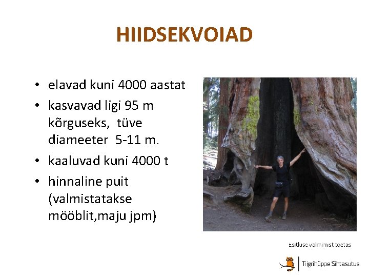 HIIDSEKVOIAD • elavad kuni 4000 aastat • kasvavad ligi 95 m kõrguseks, tüve diameeter