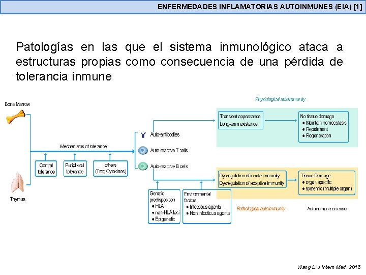 ENFERMEDADES INFLAMATORIAS AUTOINMUNES (EIA) [1] Patologías en las que el sistema inmunológico ataca a