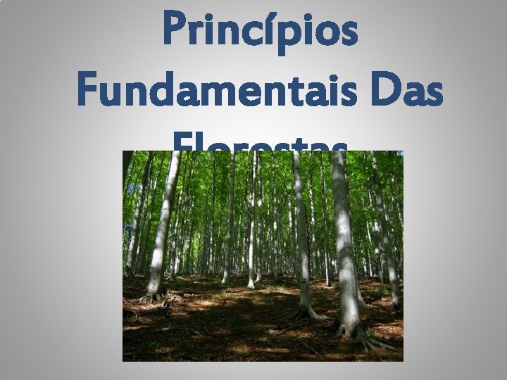 Princípios Fundamentais Das Florestas 