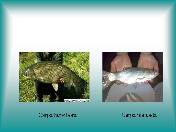 Carpa hervibora Carpa plateada 