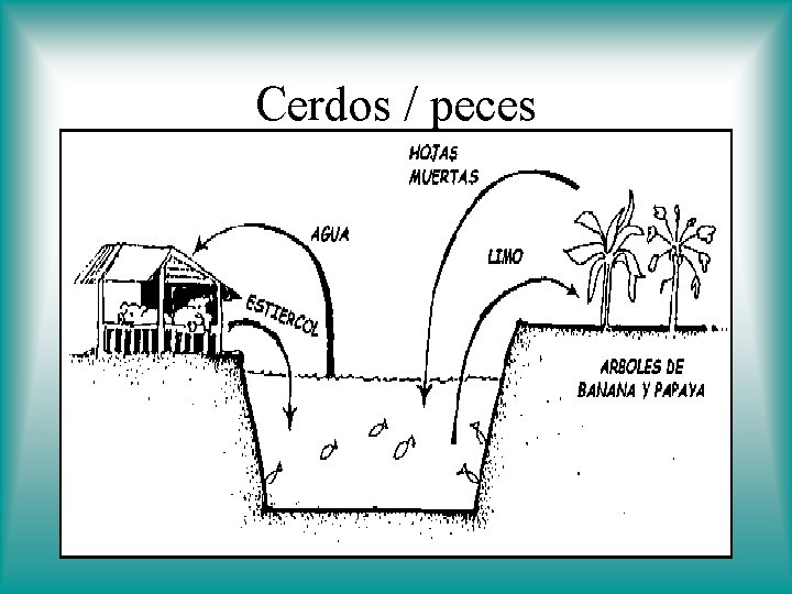 Cerdos / peces 