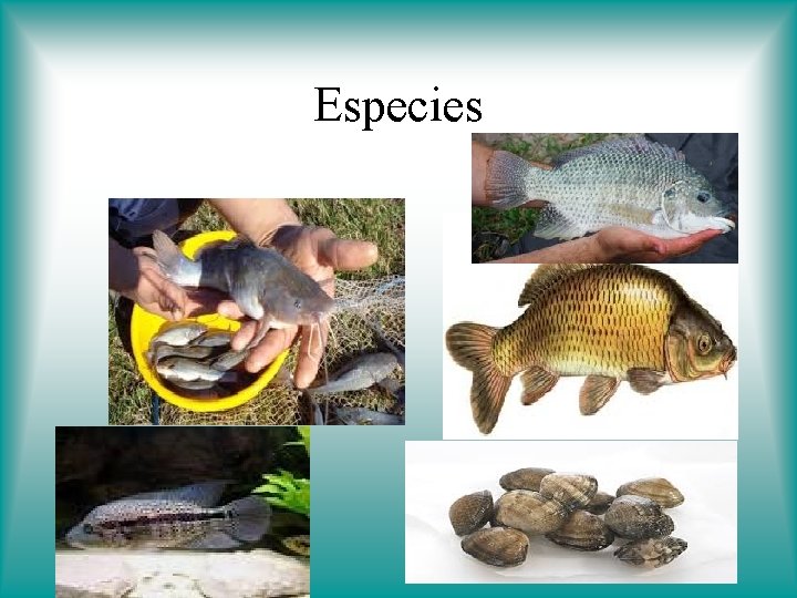 Especies 