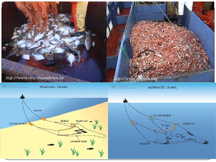 Introduction Fish & invertebrates Bottom (demersal) and midwater (pelagic) http: //www. ilvo. vlaanderen. be