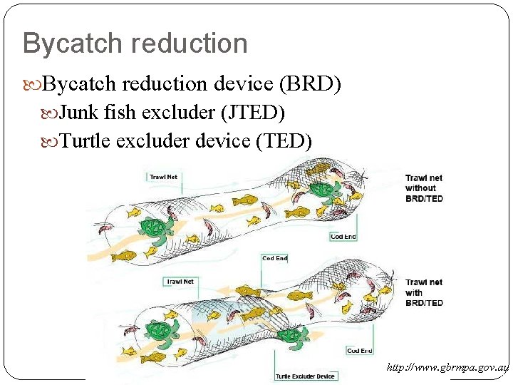 Bycatch reduction device (BRD) Junk fish excluder (JTED) Turtle excluder device (TED) http: //www.