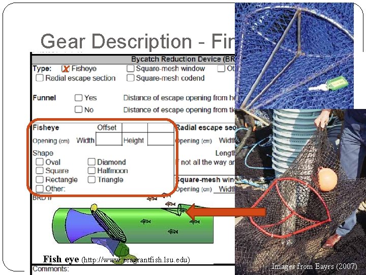 Gear Description - Finfish x Fish eye (http: //www. seagrantfish. lsu. edu) Images from