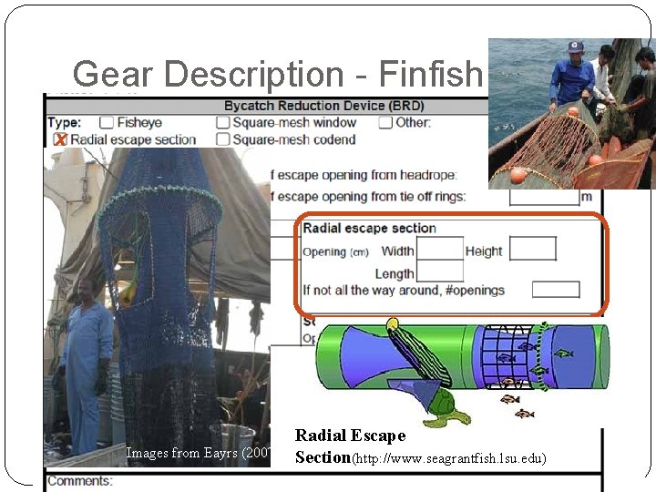 Gear Description - Finfish x Images from Eayrs (2007) Radial Escape Section(http: //www. seagrantfish.