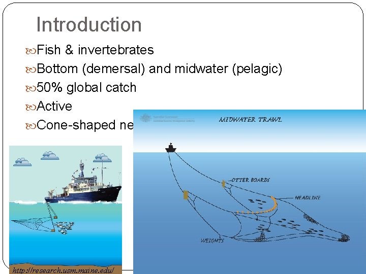 Introduction Fish & invertebrates Bottom (demersal) and midwater (pelagic) 50% global catch Active Cone-shaped
