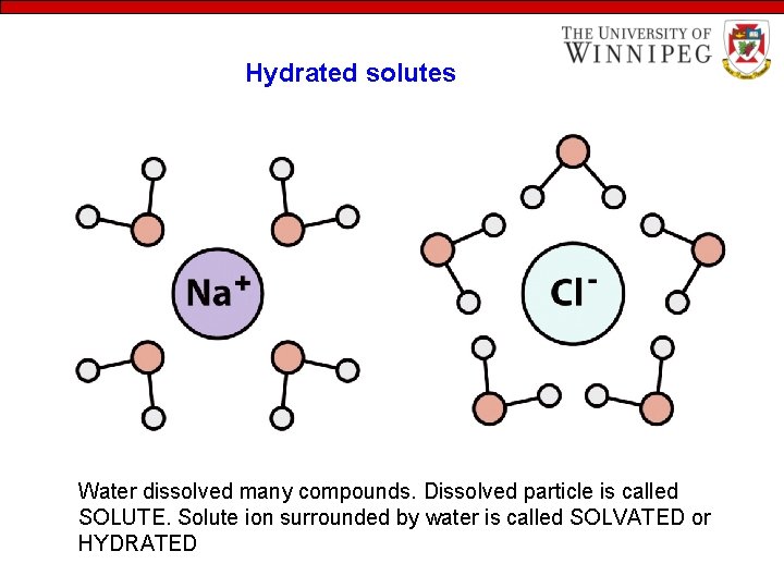 Hydrated solutes Water dissolved many compounds. Dissolved particle is called SOLUTE. Solute ion surrounded