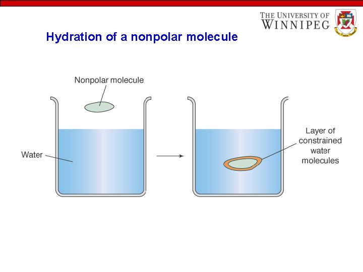 Hydration of a nonpolar molecule 