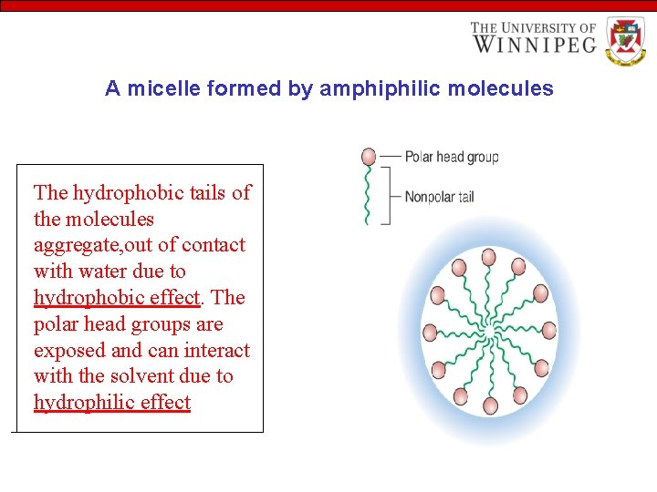 A micelle formed by amphiphilic molecules The hydrophobic tails of the molecules aggregate, out