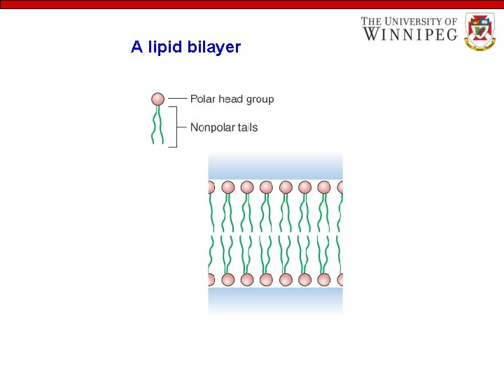 A lipid bilayer 
