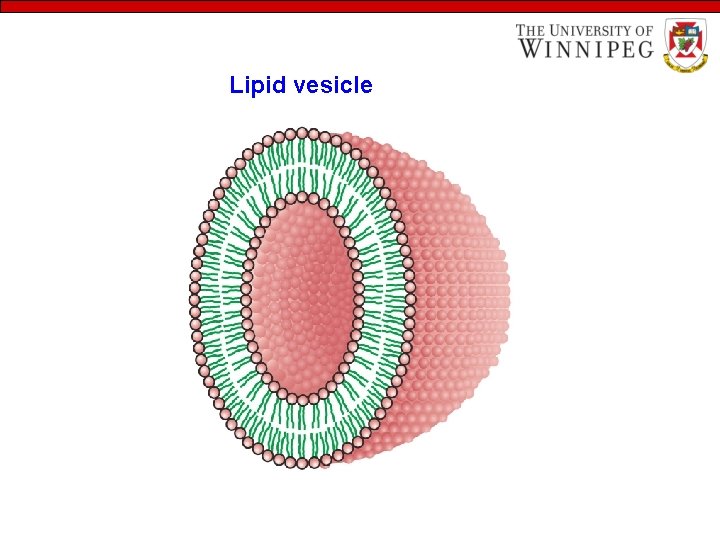 Lipid vesicle 
