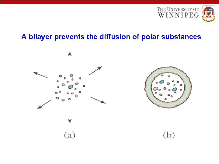 A bilayer prevents the diffusion of polar substances 