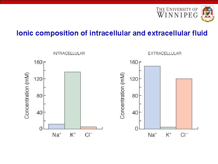 Ionic composition of intracellular and extracellular fluid 