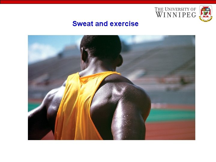 Sweat and exercise 