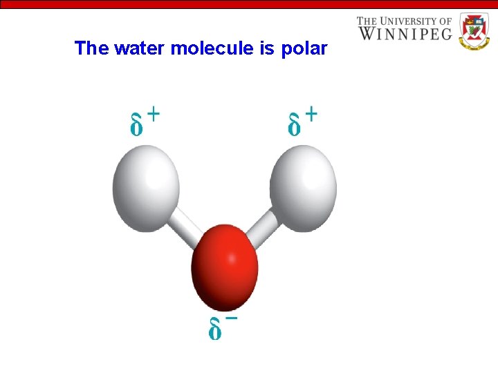 The water molecule is polar 