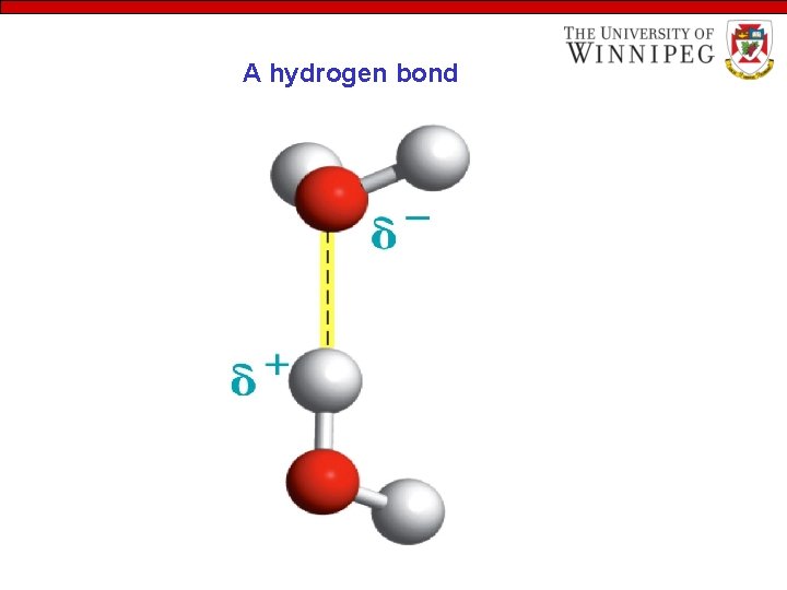 A hydrogen bond 