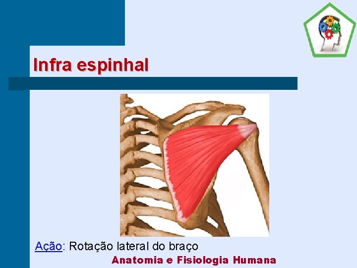 Infra espinhal Ação: Rotação lateral do braço Anatomia e Fisiologia Humana 