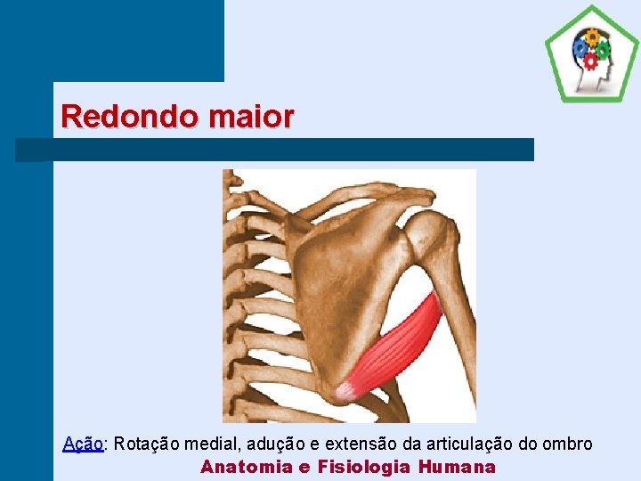 Redondo maior Ação: Rotação medial, adução e extensão da articulação do ombro Anatomia e