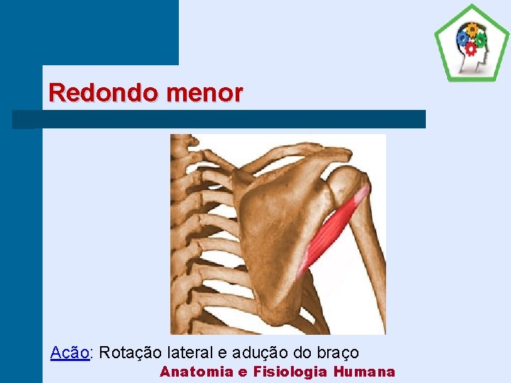 Redondo menor Ação: Rotação lateral e adução do braço Anatomia e Fisiologia Humana 