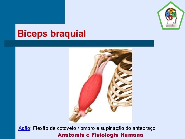 Bíceps braquial Ação: Flexão de cotovelo / ombro e supinação do antebraço Anatomia e