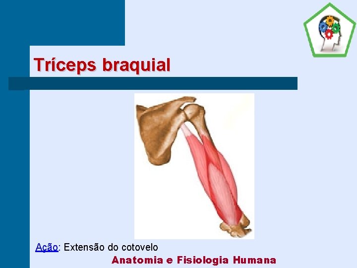 Tríceps braquial Ação: Extensão do cotovelo Anatomia e Fisiologia Humana 