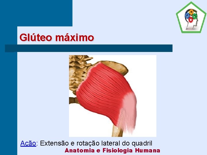 Glúteo máximo Ação: Extensão e rotação lateral do quadril Anatomia e Fisiologia Humana 