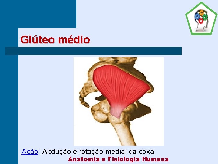 Glúteo médio Ação: Abdução e rotação medial da coxa Anatomia e Fisiologia Humana 