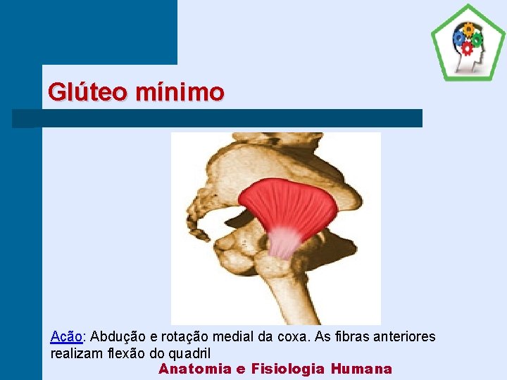 Glúteo mínimo Ação: Abdução e rotação medial da coxa. As fibras anteriores realizam flexão