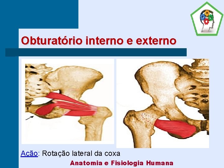Obturatório interno e externo Ação: Rotação lateral da coxa Anatomia e Fisiologia Humana 