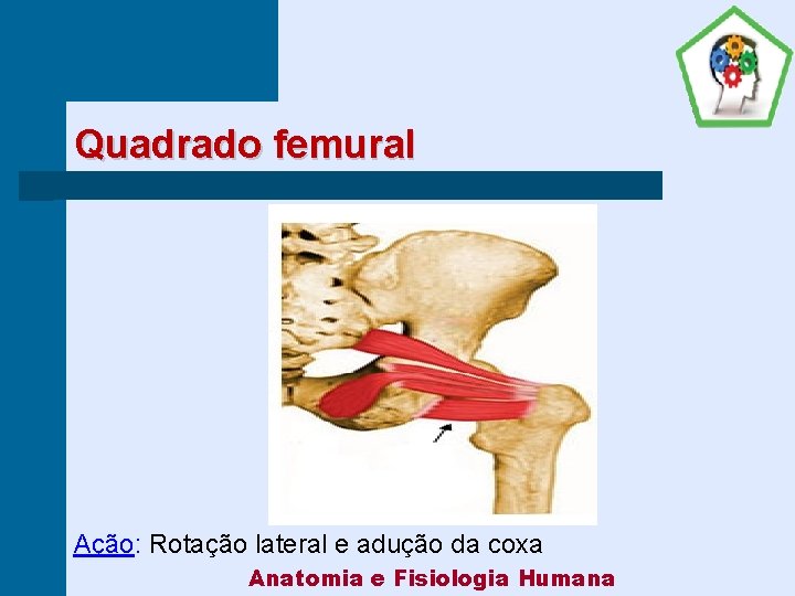 Quadrado femural Ação: Rotação lateral e adução da coxa Anatomia e Fisiologia Humana 