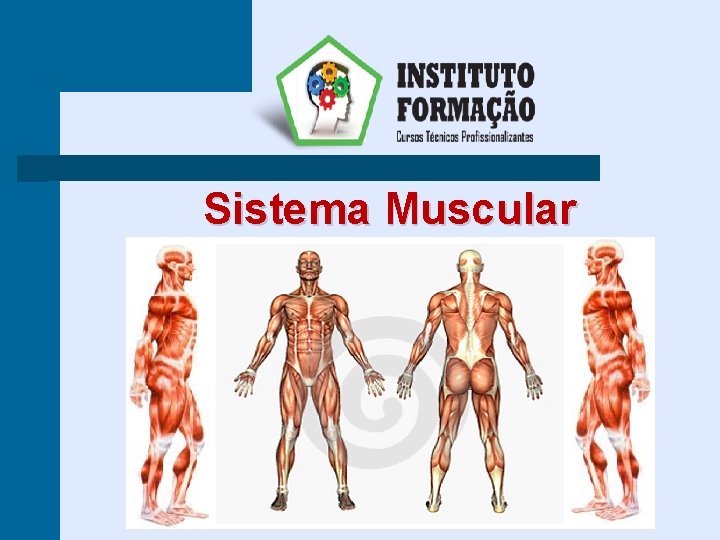 Sistema Muscular 