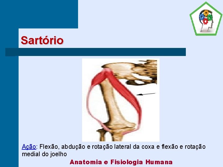 Sartório Ação: Flexão, abdução e rotação lateral da coxa e flexão e rotação medial