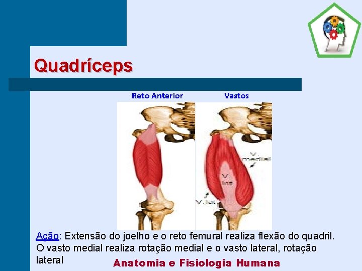 Quadríceps Reto Anterior Vastos Ação: Extensão do joelho e o reto femural realiza flexão