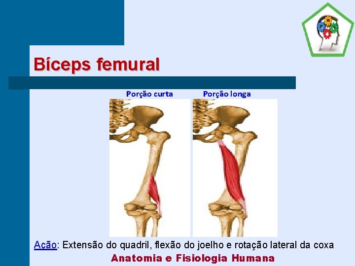 Bíceps femural Porção curta Porção longa Ação: Extensão do quadril, flexão do joelho e
