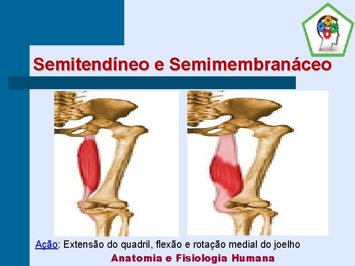 Semitendíneo e Semimembranáceo Ação: Extensão do quadril, flexão e rotação medial do joelho Anatomia