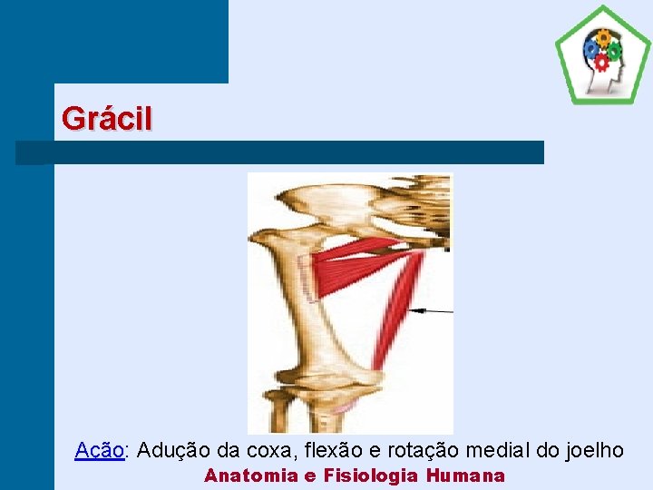 Grácil Ação: Adução da coxa, flexão e rotação medial do joelho Anatomia e Fisiologia