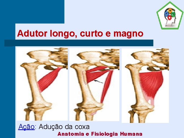 Adutor longo, curto e magno Ação: Adução da coxa Anatomia e Fisiologia Humana 