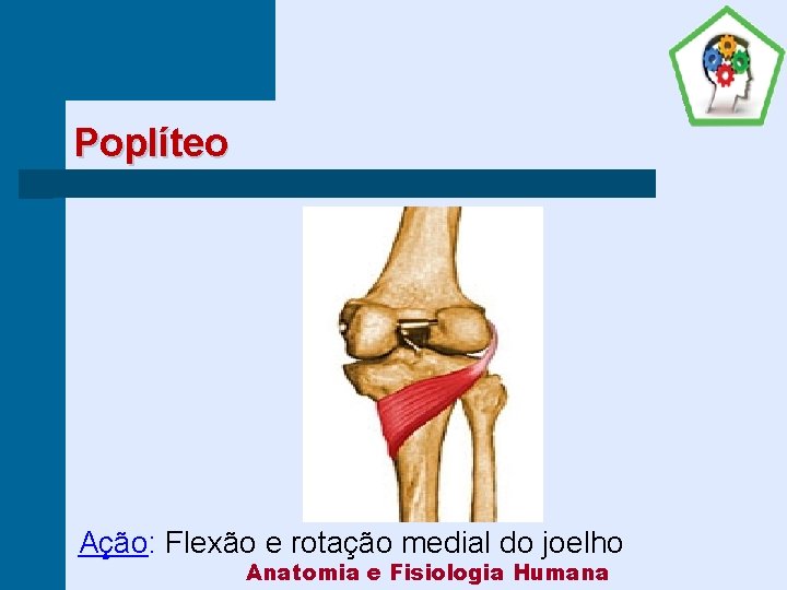 Poplíteo Ação: Flexão e rotação medial do joelho Anatomia e Fisiologia Humana 