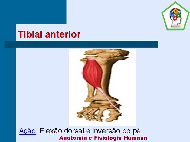Tibial anterior Ação: Flexão dorsal e inversão do pé Anatomia e Fisiologia Humana 