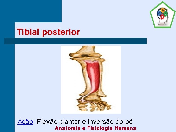 Tibial posterior Ação: Flexão plantar e inversão do pé Anatomia e Fisiologia Humana 