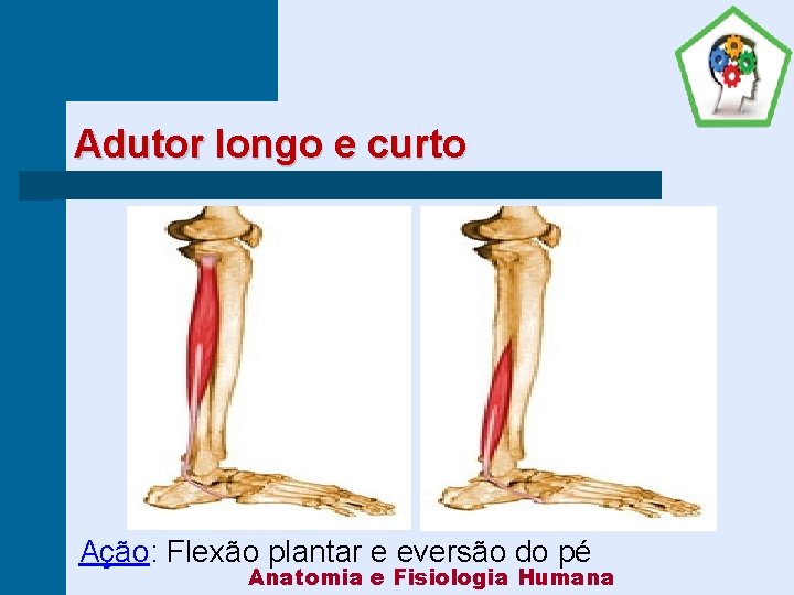 Adutor longo e curto Ação: Flexão plantar e eversão do pé Anatomia e Fisiologia