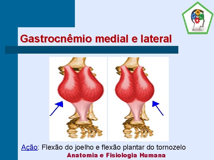 Gastrocnêmio medial e lateral Ação: Flexão do joelho e flexão plantar do tornozelo Anatomia